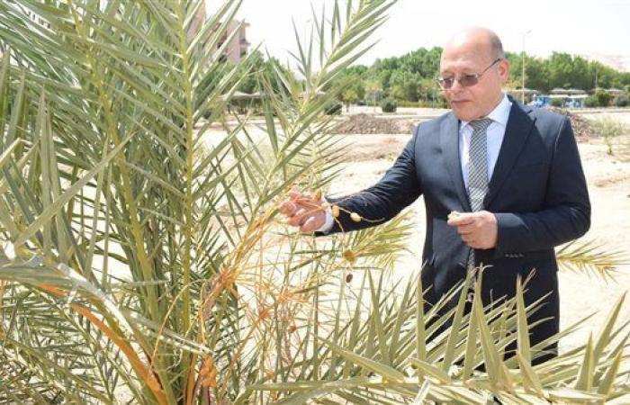 جامعة سوهاج تواصل زراعة أشجار الزيتون والمانجو